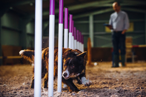 what is fast in dog agility